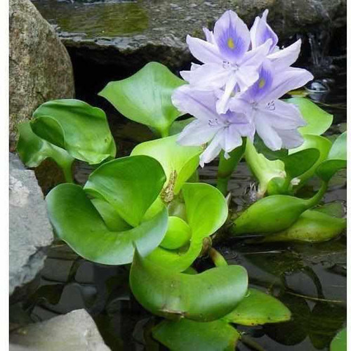 Water Hyacinth | Live Floating Pond Plants for Water Gardens (3 Water Hyacinth)
