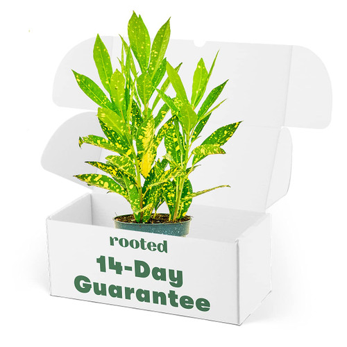 Gold Dust Croton - Codiaeum variegatum | Live, Easy to Grow and Low Maintenance Houseplant (4-inch Pot) Gold Dust Croton - Codiaeum variegatum | Live, Easy to Grow and Low Maintenance Houseplant (4-inch Pot)