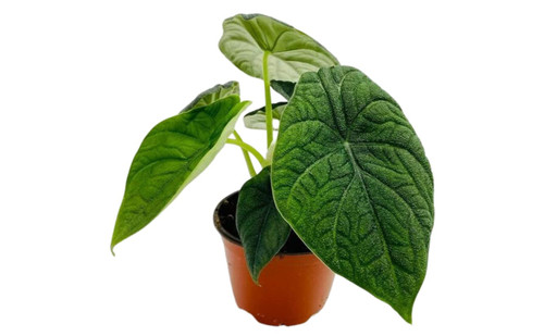 Alocasia Rugosa Melo | Live Plant in a 4 Inch Growers Pot, Live Indoor, Easy to Grow, Easy to Care, and Low Maintenance Houseplant