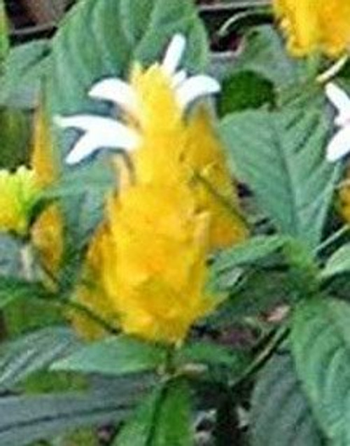 Golden Shrimp Plant, Yellow Lutea Shrimp Plant Starter Plant, Spectacular Flowering Plant Golden Shrimp Plant, Yellow Lutea Shrimp Plant Starter Plant, Spectacular Flowering Plant