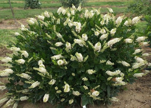 Hummingbird Summersweet - 4" Pot - Clethra alnifolia Hummingbird Summersweet - 4" Pot - Clethra alnifolia