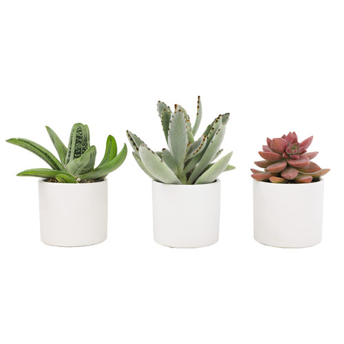 Live Succulents in White Planter Pots (3 PK), Live Succulent Plants Live Plants in Succulent Pots, Mini Succulents Plants Live Unique Gardening Gifts for Plant Lovers, Plant Gifts by Plants for Pets Live Succulents in White Planter Pots (3 PK), Live Succulent Plants Live Plants in Succulent Pots, Mini Succulents Plants Live Unique Gardening Gifts for Plant Lovers, Plant Gifts by Plants for Pets
