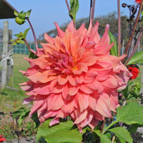 2 Dahlia,ace Summer Sunset,DinnerPlate Dahlia Tubers, Great Cut Flowers,Blooms,Summer to Fall 2 Dahlia,ace Summer Sunset,DinnerPlate Dahlia Tubers, Great Cut Flowers,Blooms,Summer to Fall