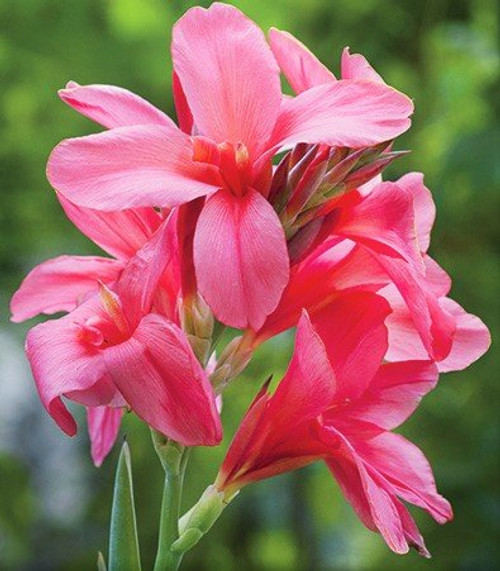 2 Semi Dwarf Canna Lily - Pink President - Bulbs/Roots/Rhizomes/Tubers/Plants 2 Semi Dwarf Canna Lily - Pink President - Bulbs/Roots/Rhizomes/Tubers/Plants