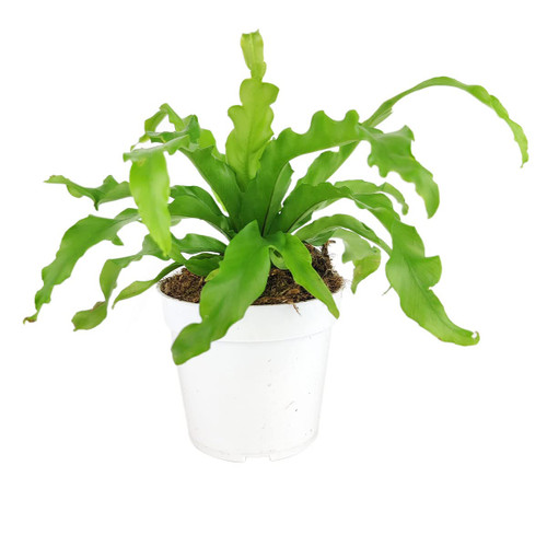 Bird's Nest Fern (4" Grower Pot) - Eye-catching, Easy to Grow, Easy to Care Houseplant - Live Healthy Houseplant for Home Office Decoration Bird's Nest Fern (4" Grower Pot) - Eye-catching, Easy to Grow, Easy to Care Houseplant - Live Healthy Houseplant for Home Office Decoration