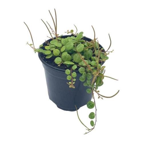 String of Turtles, Peperomia prostrata, Vining Plant, Live in a 4 inch Pot by BubbleBlooms