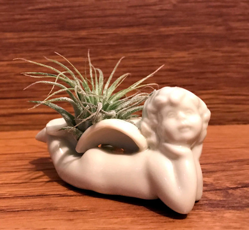 Tilla Critters Heaven Can Wait One of a Kind Airplant Creations by Chili Fiesta Handiworks Tilla Critters Heaven Can Wait One of a Kind Airplant Creations by Chili Fiesta Handiworks