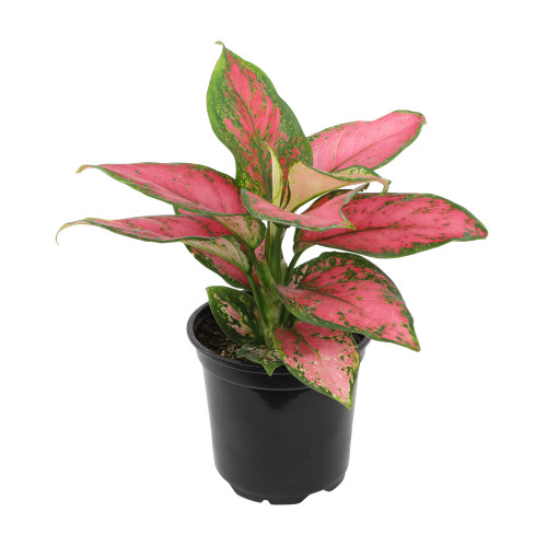 Beauty Aglaonema Chinese Evergreen Live Plant, Variegated Plant Exotic House Plants Live Tropical Plants, Rare House Plants Indoors Live Plants Indoor Plants Live Houseplants by Plants for Pets Beauty Aglaonema Chinese Evergreen Live Plant, Variegated Plant Exotic House Plants Live Tropical Plants, Rare House Plants Indoors Live Plants Indoor Plants Live Houseplants by Plants for Pets