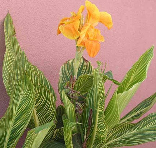 Tropicanna Gold Flowering Dwarf Canna Lilies Roots/Bulbs/rhizomes/Plants Nice Size Tropicanna Gold Flowering Dwarf Canna Lilies Roots/Bulbs/rhizomes/Plants Nice Size