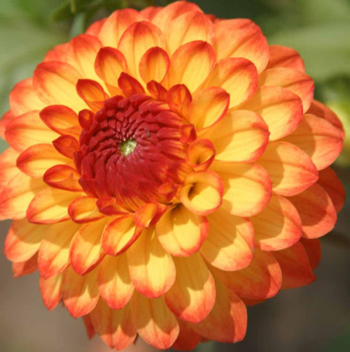 (2) `Beautiful Flowering Blooms Dahlia Mardi Gras Mix Bulb/Rhizome/Root/Plant Perennial