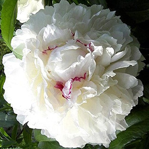 Spectacular Flowering Perennials, Double White Peony Root, Rhizome, Bulb, Plant, Flower Spectacular Flowering Perennials, Double White Peony Root, Rhizome, Bulb, Plant, Flower