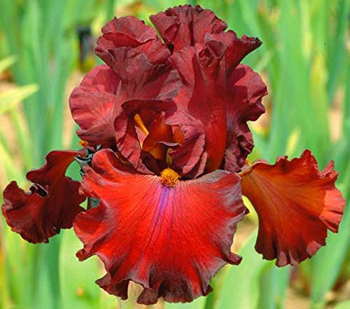Grateful Red German Reblooming Bearded Iris Plant, Root Start, Rhizome, Bulb, Simply Beautiful Flowering Perennial Grateful Red German Reblooming Bearded Iris Plant, Root Start, Rhizome, Bulb, Simply Beautiful Flowering Perennial