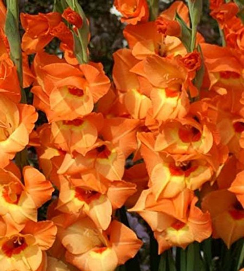 Made and Shipped in USA, Bulbs (10) Giant Orange Flowering Royal Class Gladiolus Bulbs,Plant, Bulb, Root, Sword Lily, Gladioli Made and Shipped in USA, Bulbs (10) Giant Orange Flowering Royal Class Gladiolus Bulbs,Plant, Bulb, Root, Sword Lily, Gladioli