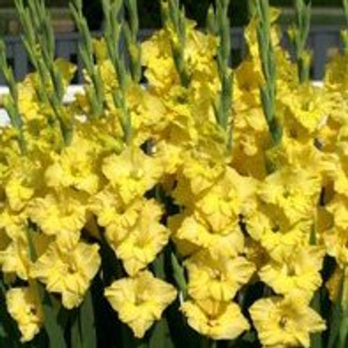 Made and Shipped in USA, Large Bulbs (10) Fresh, New, Yosemite, Yellow Flowering Gladiolus Bulbs, Plants, Flowers, Flowering Perennials,Sword Lily, Gladioli-SeedsBulbsPlants&More Made and Shipped in USA, Large Bulbs (10) Fresh, New, Yosemite, Yellow Flowering Gladiolus Bulbs, Plants, Flowers, Flowering Perennials,Sword Lily, Gladioli-SeedsBulbsPlants&More