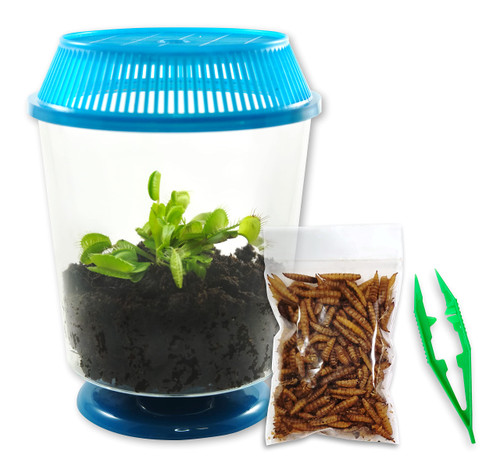 Nature Gift Store Venus Fly Trap + Carnivorous Plant Food Bundle in 4" Terrarium: Live Carnivorous Plants Kit Flytrap Assorted Colored Lids