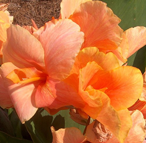 Tropical Sunrise Dwarf Canna Lily Bulbs/Root/Plant/Rhizome/Start Tropical Sunrise Dwarf Canna Lily Bulbs/Root/Plant/Rhizome/Start