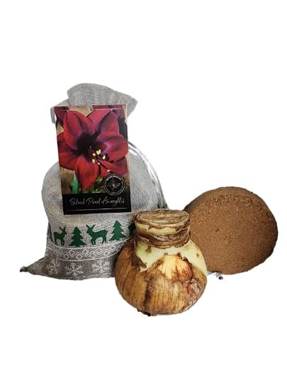 Black Pearl Amaryllis Holiday Gift Growing Kit, Includes a Gift Bag, Amaryllis Bulb, & Professional Growing Medium