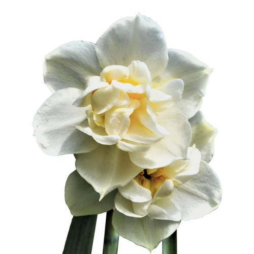 Easy to Grow Narcissus Daffodil 'Erlicheer' Plant Bulbs (10 Pack) - Fragrant White Double Flowering Blooms in Spring Gardens
