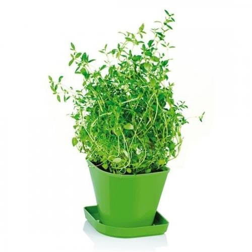 Tescoma Herb Growing Set, Thyme Sense, 9.5 x 9.1 x 9.5 cm, Assorted