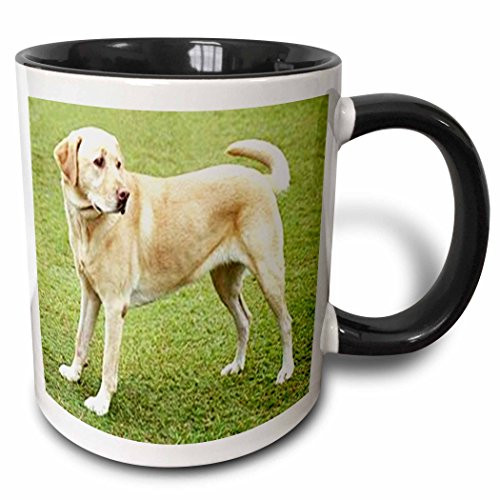3dRose mug_49373_4"Yellow Lab on Lawn" Two Tone Black Mug, 11 oz, Multicolor