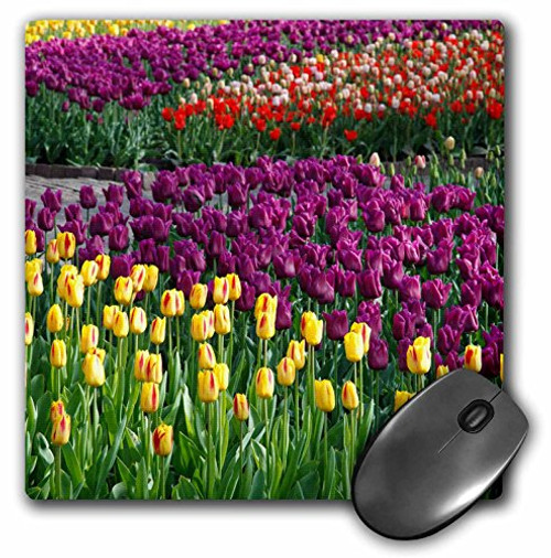 3dRose LLC 8 x 8 x 0.25 Inches Mouse Pad, Fields of Tulips (mp_47802_1) 3dRose LLC 8 x 8 x 0.25 Inches Mouse Pad, Fields of Tulips (mp_47802_1)