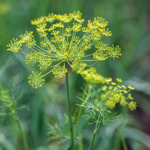 Outsidepride Anethum Graveolens Dill Herb Garden Plant Seeds for Cooking & Beneficial Insects - 1 LB