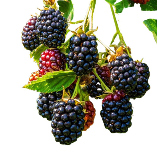 TriStar Plants - Triple Crown BlackBerry - Thornless Backberry Plant- 2.5" cup/3pack - NO Ship California, Native to North America, Attracts Birds, Bees and Butterflies
