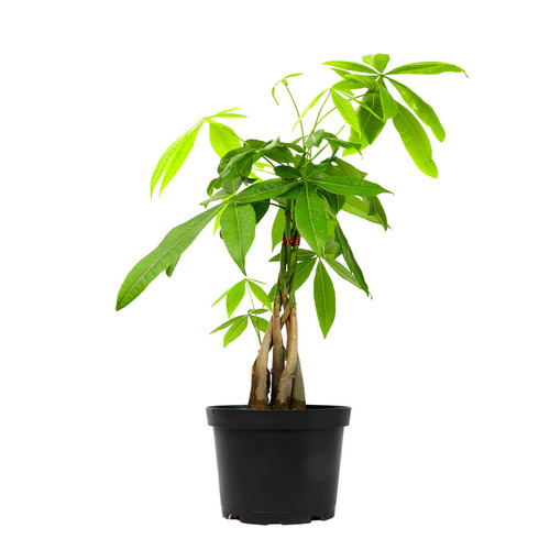 Money Tree Plant Indoor House Plants, Chinese Money Plant Decor, Bonsai Tree Feng Shui Decor, House Plants Indoors Live Plants Indoor Plants Live Houseplants Live Indoor Live Plants by Plants for Pets Money Tree Plant Indoor House Plants, Chinese Money Plant Decor, Bonsai Tree Feng Shui Decor, House Plants Indoors Live Plants Indoor Plants Live Houseplants Live Indoor Live Plants by Plants for Pets