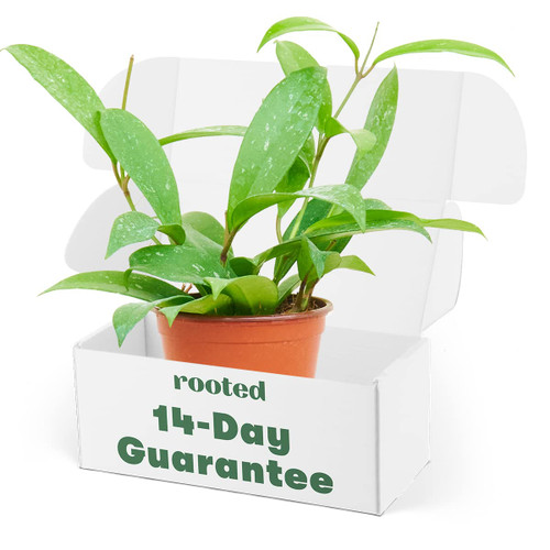 Hoya 'Silver Splash' - Hoya pubicalyx | Live, Easy Houseplant (4-inch Pot)