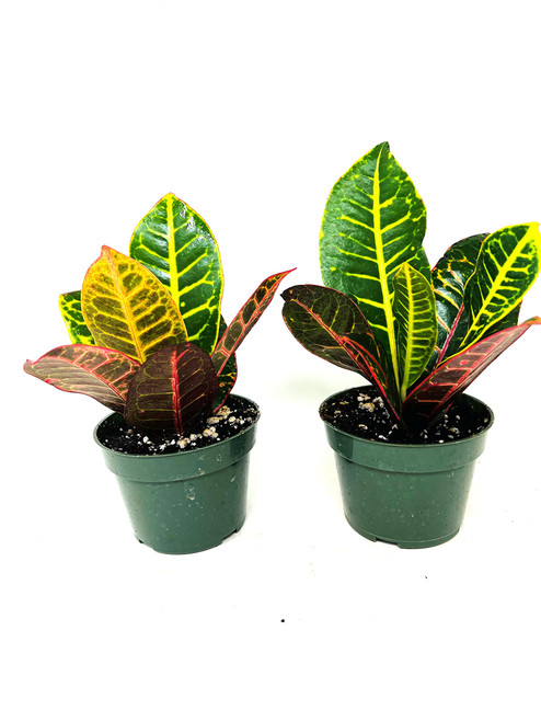 JM BAMBOO Croton Plant 2PACK 'CODIAEUM VARIEGATUM Petra' 4 inch Pot JM BAMBOO Croton Plant 2PACK 'CODIAEUM VARIEGATUM Petra' 4 inch Pot