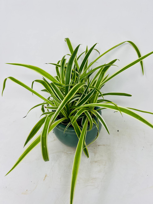 Reverse Variegated Spider Plant with Aqua Blue Round Vase/ Easy to Grow/Cleans The Air