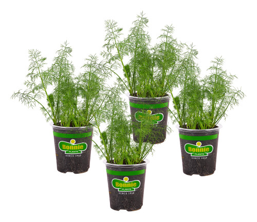 Bonnie Plants Fernleaf Dill - 4 Pack Live Plants, 18 - 24 Inch Tall Plants, Warm-Season Annual Plant, Dips, Soups, Vinegars & Salads
