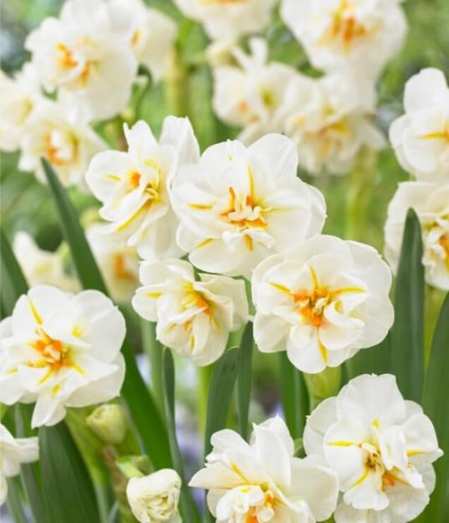 Sir Winston Churchill Daffodil Bulbs for Planting - Easy to Grow Perennial Flowers for Garden or Containers (20 Bulbs) Sir Winston Churchill Daffodil Bulbs for Planting - Easy to Grow Perennial Flowers for Garden or Containers (20 Bulbs)