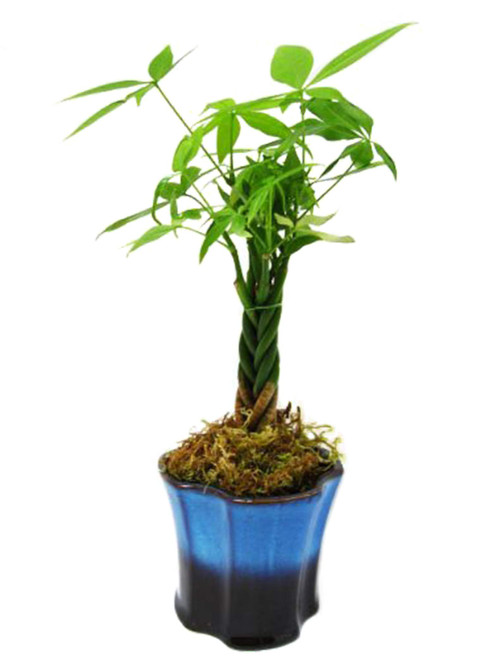 9GreenBox - 5 Money Tree Plants Braided Into 1 Tree - 3.5" Ceramic Pot