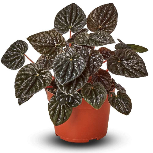 Peperomia Ripple Red Live Plant for Indoor | Different Houseplants in 4'' & 6'' Pot | Real House Plant Decor for Living Room, Office, Desk & Bathroom | Peperomia | Radiator Plant Peperomia Ripple Red Live Plant for Indoor | Different Houseplants in 4'' & 6'' Pot | Real House Plant Decor for Living Room, Office, Desk & Bathroom | Peperomia | Radiator Plant