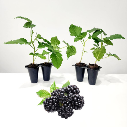 BlackBerry Plants "Prime-Ark Freedom". Set of 4 Starter Live Plants