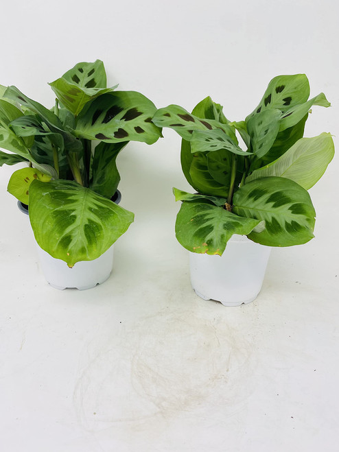 Green Prayer Plant - 'Maranta' - Easy to Grow -(2 Pack) 4" Pot