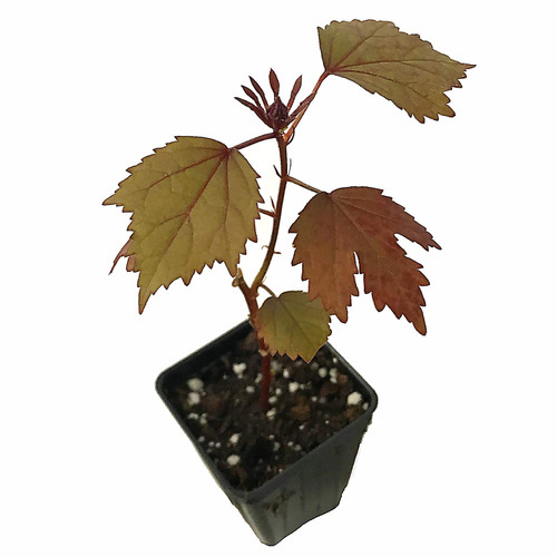 Cranberry Hibiscus Live Flower Plant - Hibiscus acetosella - Live Plant - Wellspring Gardens Starter Plant