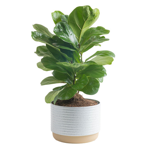 Costa Farms Fiddle Leaf Fig Tree, Live Indoor Ficus Lyrata Plant in Indoors Garden Plant Pot, Houseplant in Potting Soil, Housewarming, Birthday Gift, Office, Home, and Room Decor, 10-12 Inches Tall