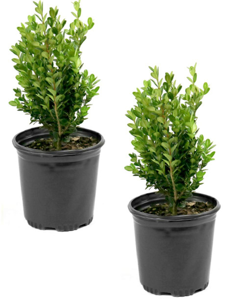 National Plant Network Boxwood 'Wintergreen' -2 Piece Live Plant, Green