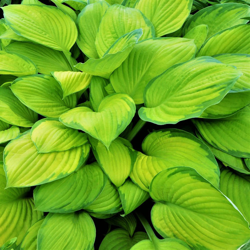 Easy to Grow Hosta 'Stained Glass' Plant Bareroots (3 Pack) - Bright Golden Green Foliage for Shade Gardens