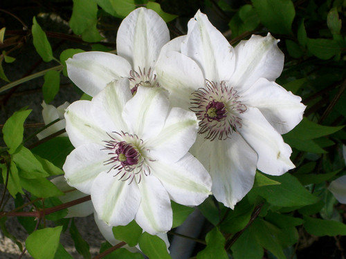 Clematis Miss Bateman - Live Plant in a 4 Inch Growers Pot - Clematis 'Miss Bateman' - Starter Plants Ready for The Garden - Beautiful White Flowering Vine
