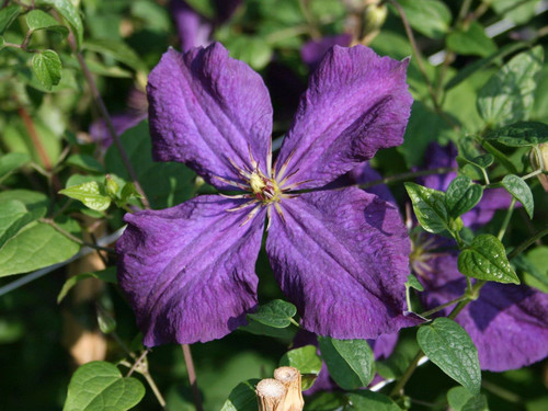 Clematis Polish Spirit - Live Plant in a 4 Inch Growers Pot - Clematis 'Polish Spirit' - Starter Plants Ready for The Garden - Beautiful Purple Flowering Vine