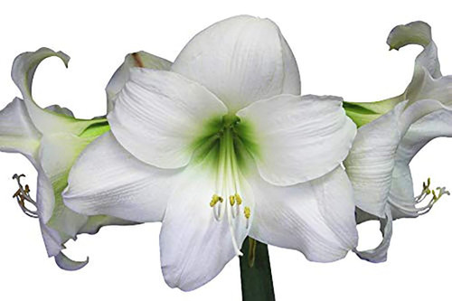 Athene - White Bare Root Amaryllis Bulb