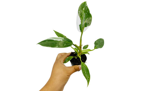 Philodendron White Princess | Live Plant in a 6 Inch Growers Pot, Live Indoor, Easy to Grow, Easy to Care, and Low Maintenance Houseplant (2" Pot)