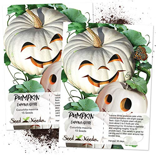 Seed Needs, Lumina White Pumpkin (Cucurbita Maxima) Twin Pack 15 Seeds Each Non-GMO