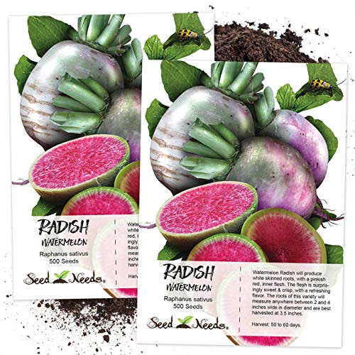 Seed Needs, Watermelon Radish (Raphanus sativus) Twin Pack of 500 Seeds Each Non-GMO Seed Needs, Watermelon Radish (Raphanus sativus) Twin Pack of 500 Seeds Each Non-GMO