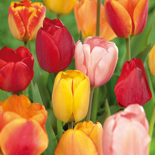Van Zyverden Tulips Darwin Hybrid Mixture Set of 15 Mammoth Bulbs