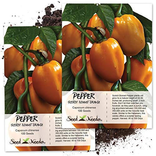 Seed Needs, Orange Scotch Bonnet Pepper (Capsicum chinense) Twin Pack of 100 Seeds Each Non-GMO