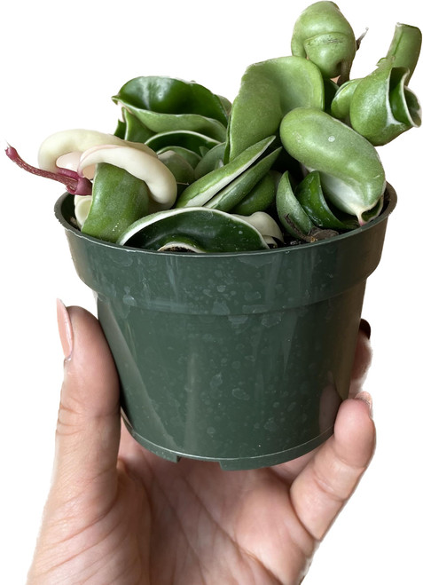 Variegated Hoya 'Rope Plant' - Hoya Compacta Variegata - Stunning Twisted Foliage Houseplant - Air Purifying Plant - Hoya Plants Live Houseplants - Pet Friendly Plant (4" Pot)